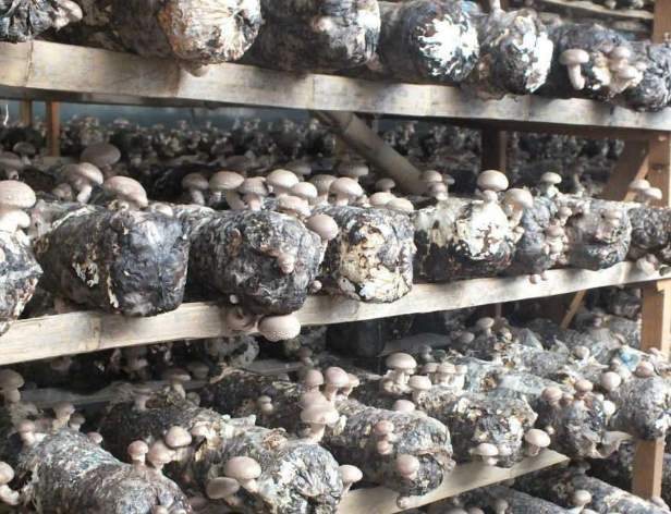 食用菌恒溫恒濕培養(yang) 室